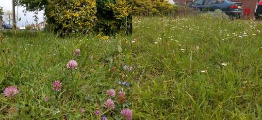 4 Steps To Make Your Lawn A Wildlife Haven 