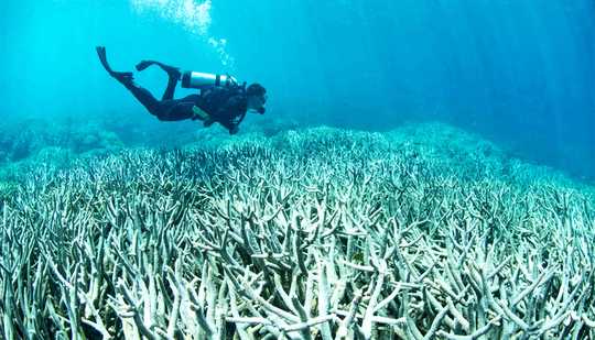 With Smart Action, Hope Isn’t Lost For Coral Reefs