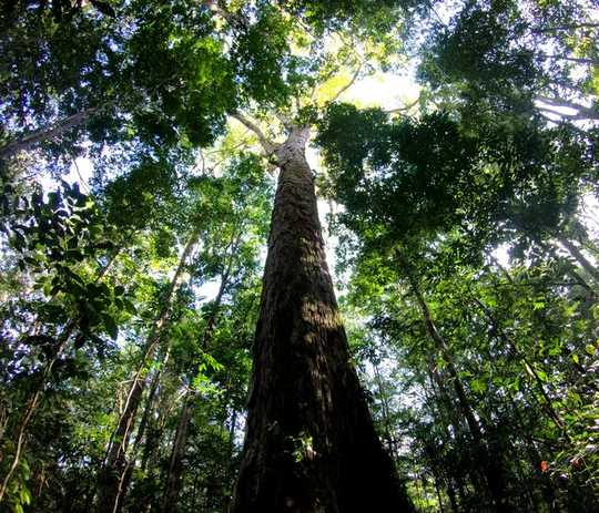 The Amazon's Tallest Tree Just Got 50% Taller – And Scientists Don't Know How