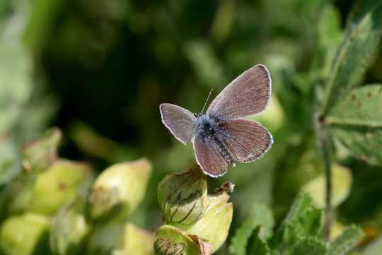 Some Butterflies And Moths Can Not Adapt To The Changing Climate