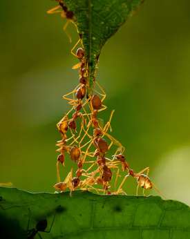 Ants cooperate.