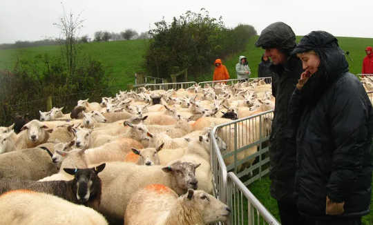Grow participants get involved with sheep farming. 