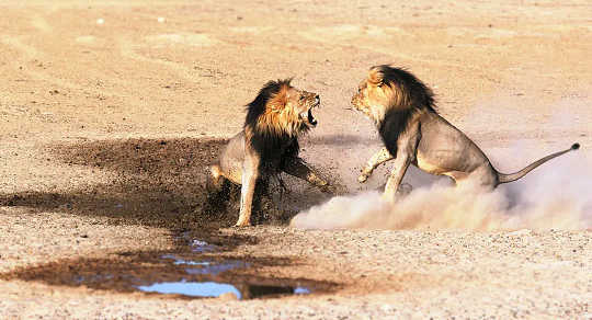 Lion prides expand their populations -- until the conflict with other prides.