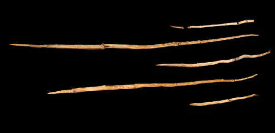 Neanderthal javelins, 300,000 years ago, Schöningen, Germany. (war in the time of neanderthals how our species battled for supremacy for over 100000 years)