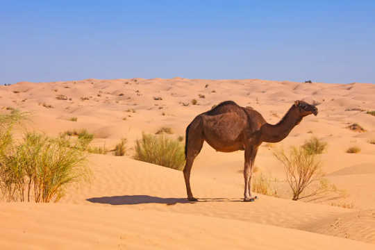 A single dromedary camel in the desert