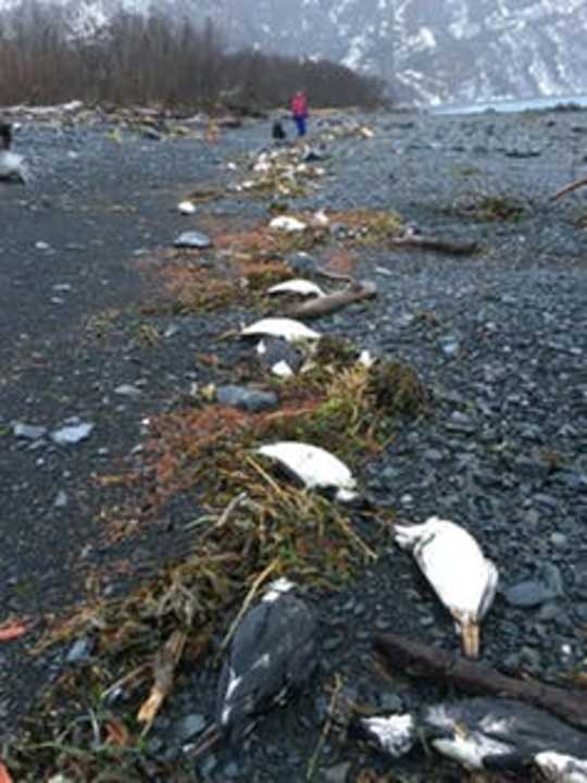 Worst Marine Heatwave On Record Killed One Million Seabirds In North Pacific Ocean