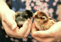 two chicks in the palm of hands