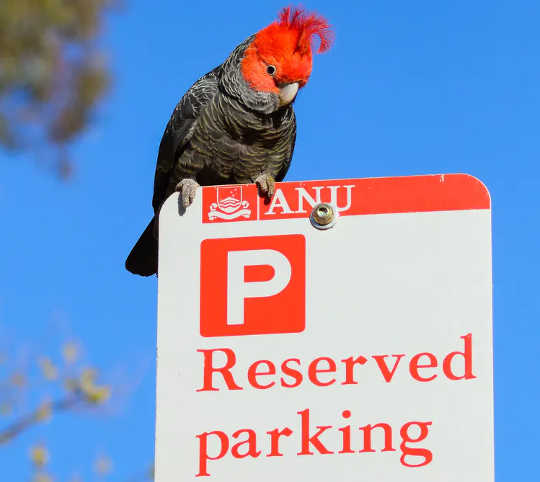 Gang gang Cockatoo hanging out on a street sign in Canberra.  (birdwatching is a huge help for bushfire recovery)