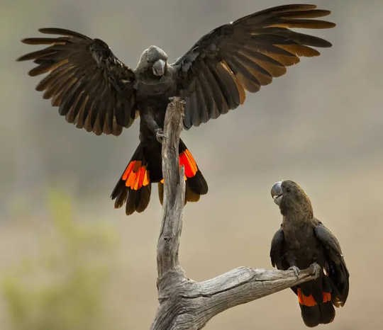 The majority of habitat for Kangaroo Island glossy black cockatoos burnt last summer.