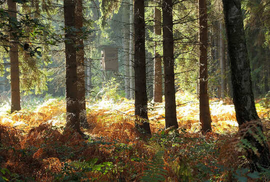forest with ferns and light shining in the background