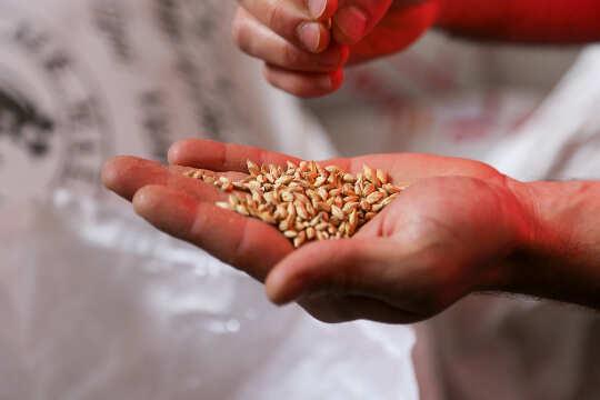 an open hand full of seeds