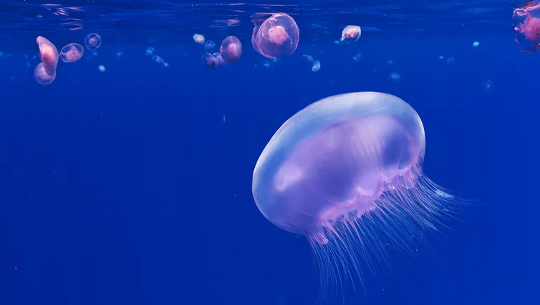Robot Jellyfish Could Help Service Offshore Windfarms
