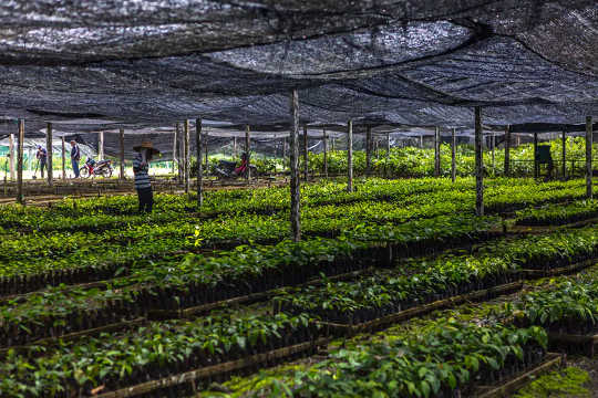 Rainforest tree seedlings are grown in a nursery before being planted in the restored forest.