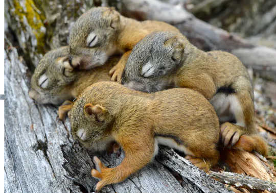 25-day old red squirrel pups.