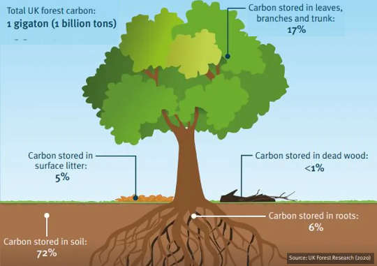 why trees are not enough to offset society s carbon emissions