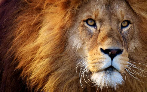 photo of the face of a  lion