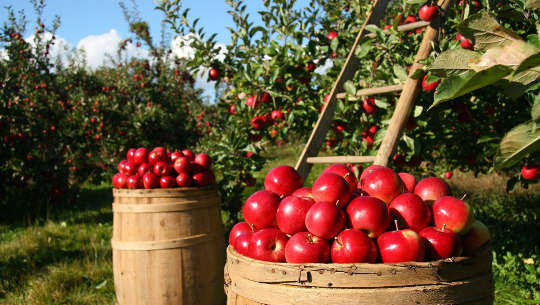 bushels of apples