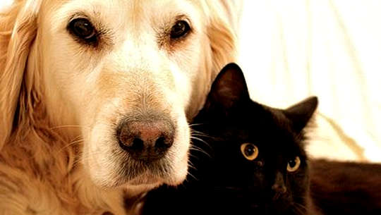 a golden retriever and a black cat laying together