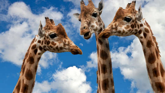 3 giraffes - head and neck - with the sky as a background