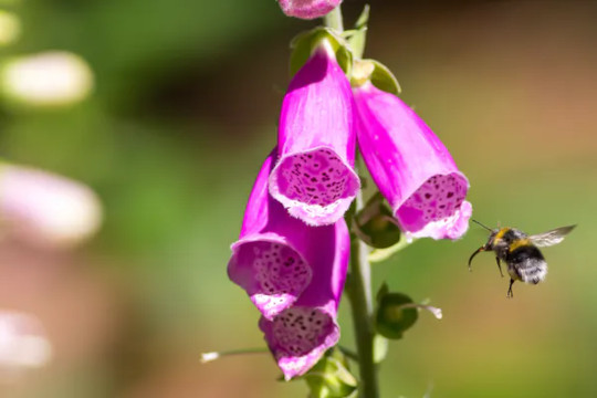How Colonialism Transformed Foxgloves And Why Hummingbirds Might Be The Reason
