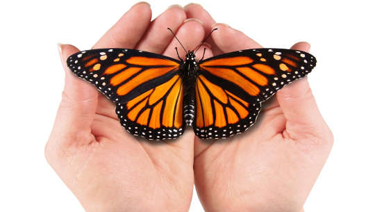 butterfly sitting in open hands