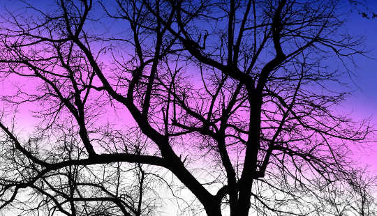 a hardwood tree in winter with a purple sky in the background