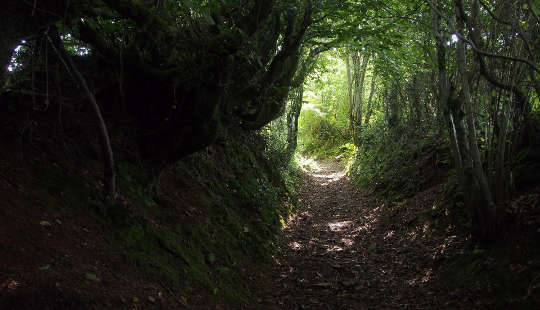 a bright path in a dark forest