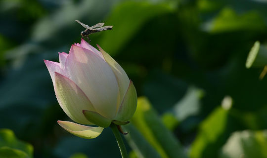 dragonfly hovering over a lotus flower bud.