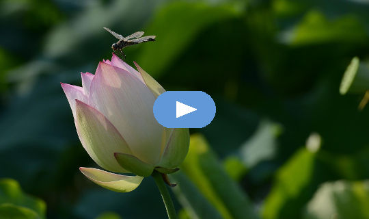 dragonfly hovering over a lotus flower bud.