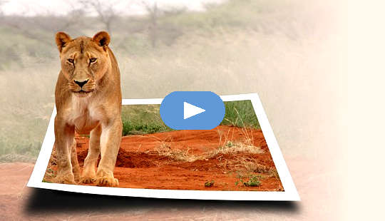 a lioness coming to life and stepping out of a photograph