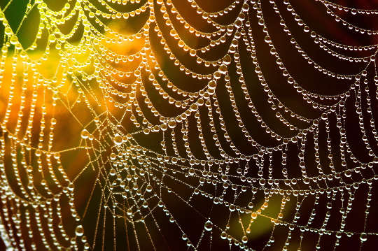 a spider web covered with dew drops in the morning light