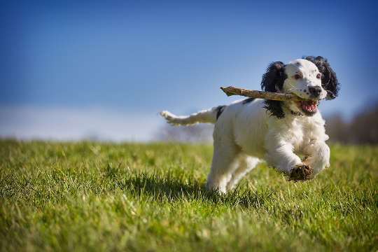 dog running with a stick in its mouth