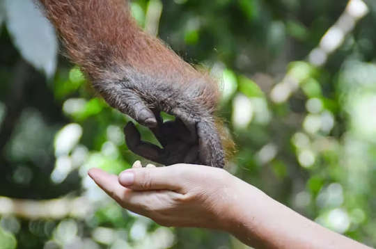 the hand of an orangutan reaching out to a human hand