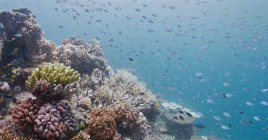 climate destruction coral reefs2 3 21