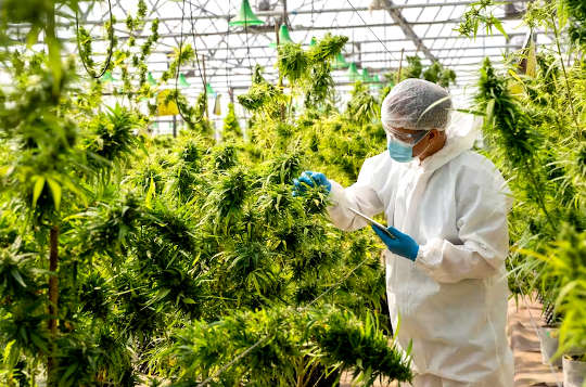 a person wearing a lab coat and hair net in a cannabis greenhouse