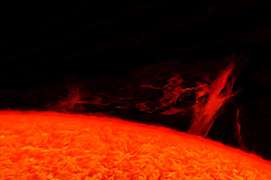 a photo of a tree of plasma on the sun