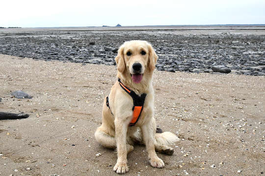 dog sitting on beach (a golden retriever)