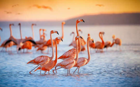 Flamingos grouped in cliques.
