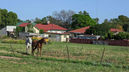 rural scene with houses and farm animals
