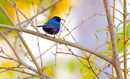 a blue bird sitting on a branch