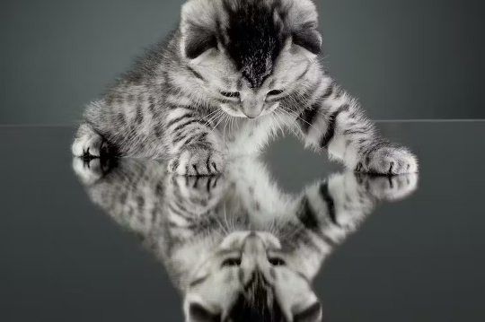 kitten standing on a mirrored surface playing with his reflection