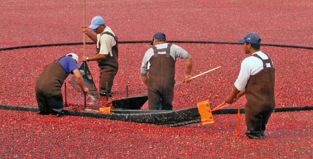 harvesting of cranberries