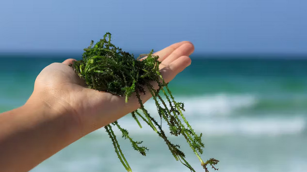 seaweed in the diet 10 26