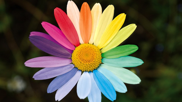 a wide-open multi-colored daisy
