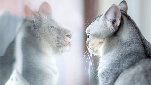 a cat seeing itself reflected as a lion in a mirror