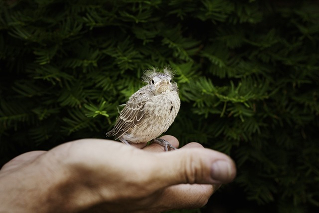 a bird in a person's open hand