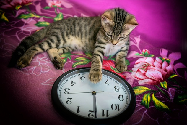 a cat trying to stop the hands of a clock