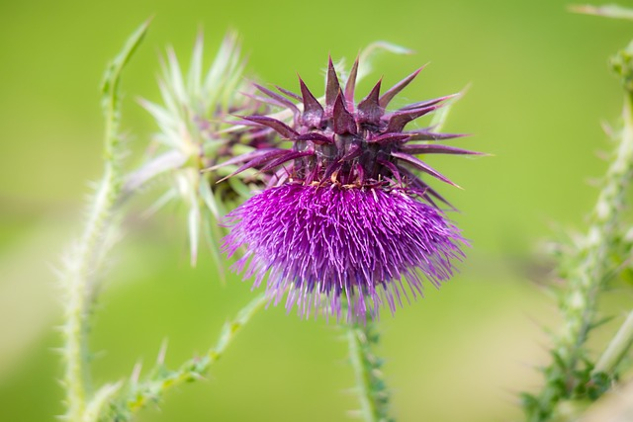 a thistle in bloom