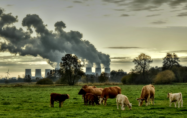 numerous smokestacks spewing dark smoke in the background, and cows foraging in the foreground