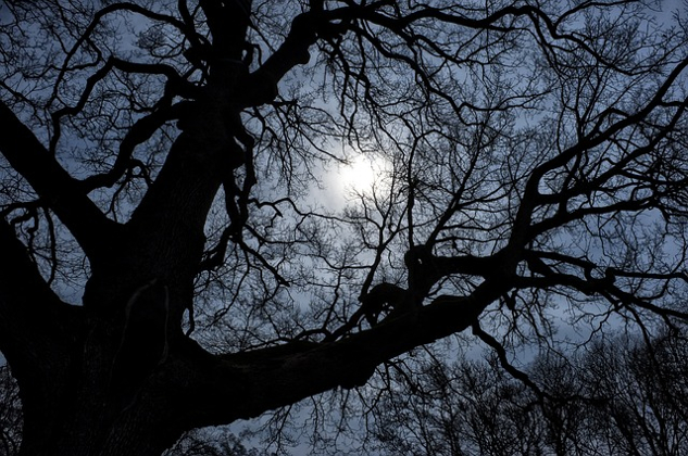 the bare branches of a very big old tree contrasting with the light behind it